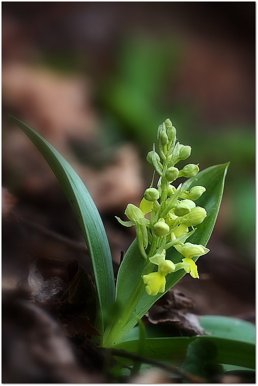 Orchis pallens